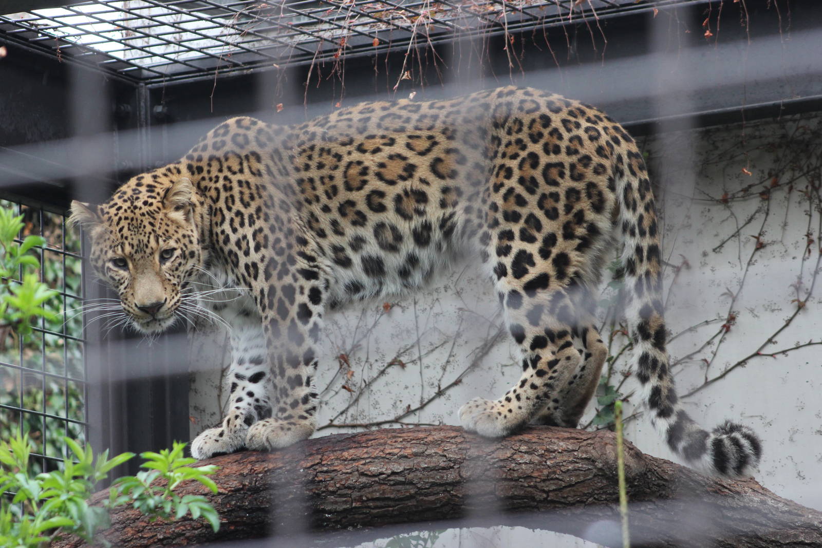 Persian leopard