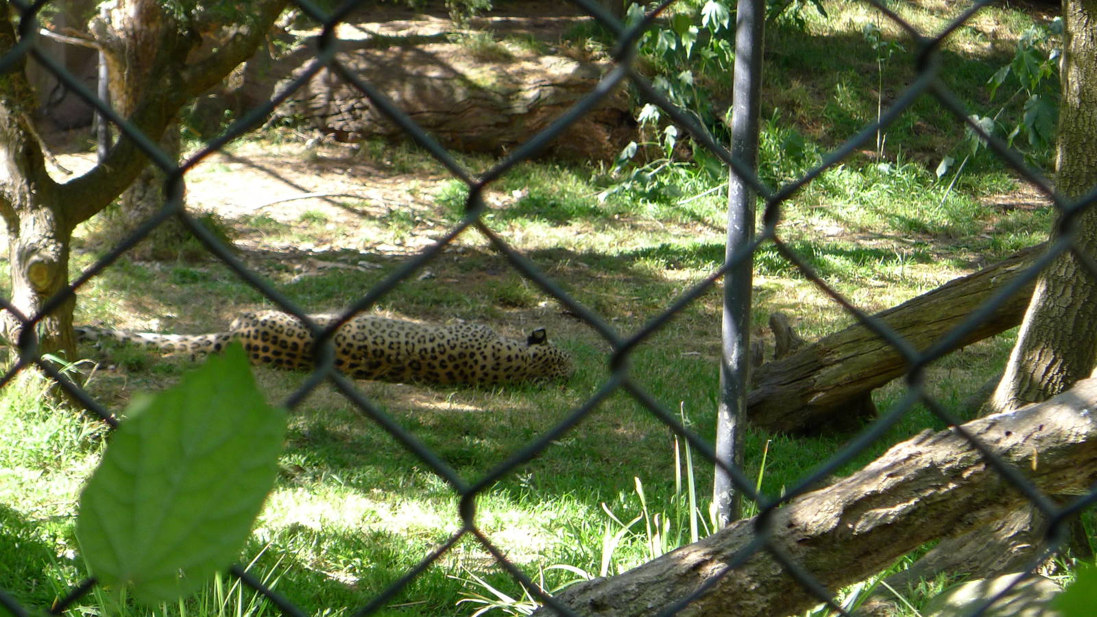 Persian Leopard