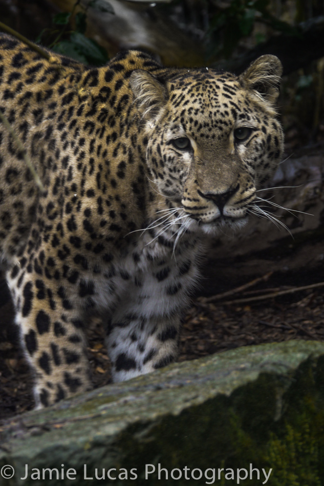 Persian Leopard