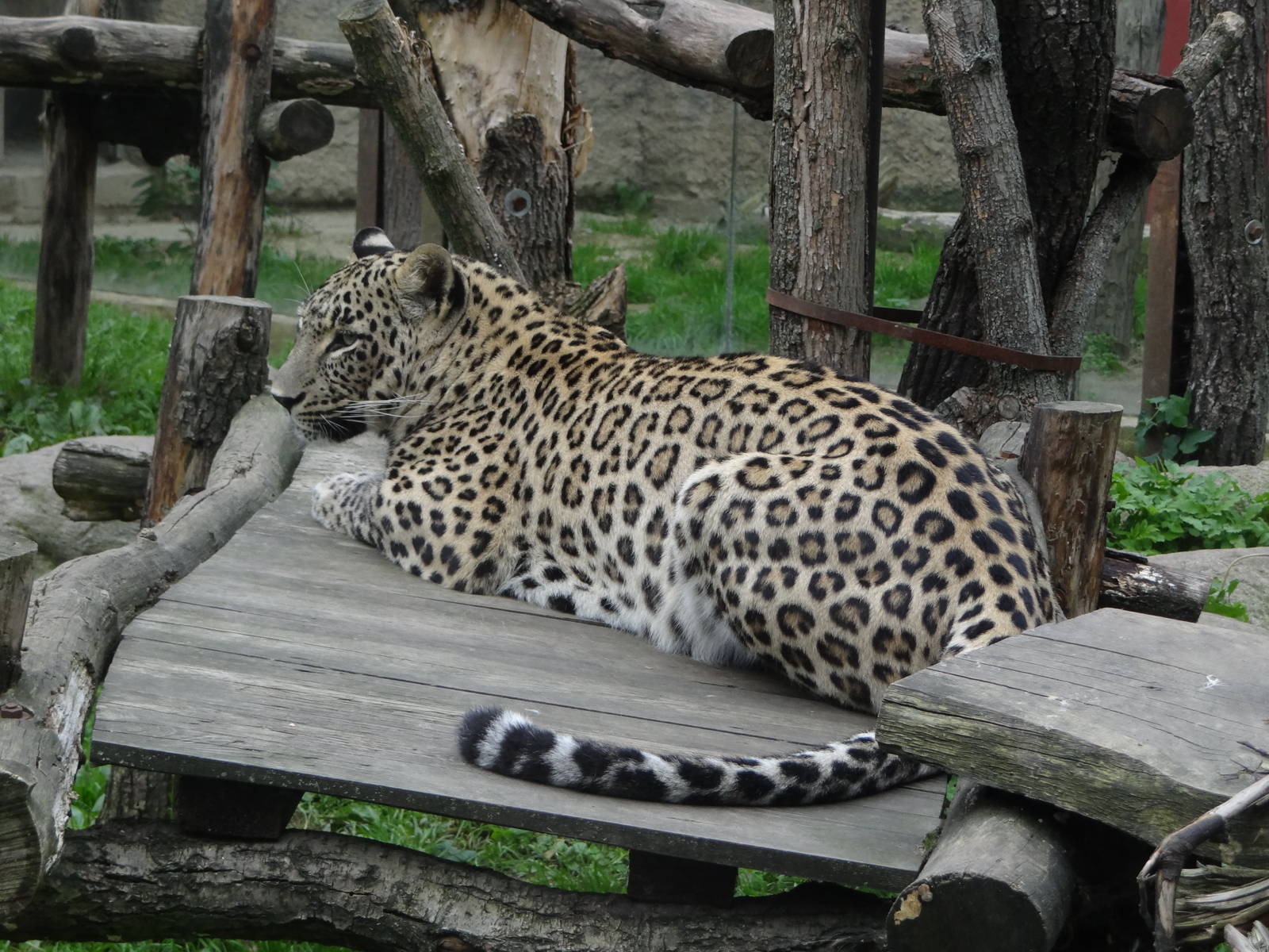 Persian Leopard