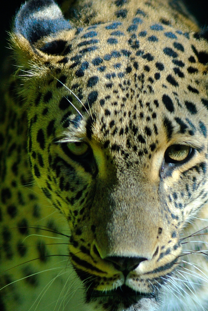 Persian leopard