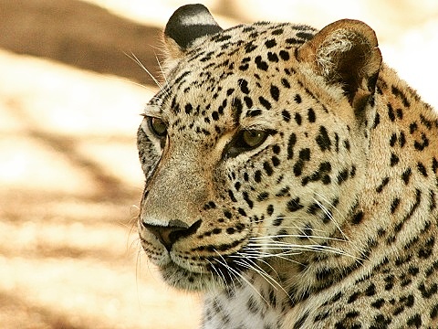 Persian Leopard