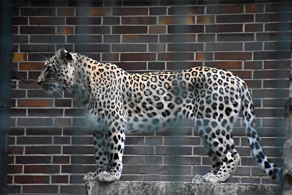 Persian leopard