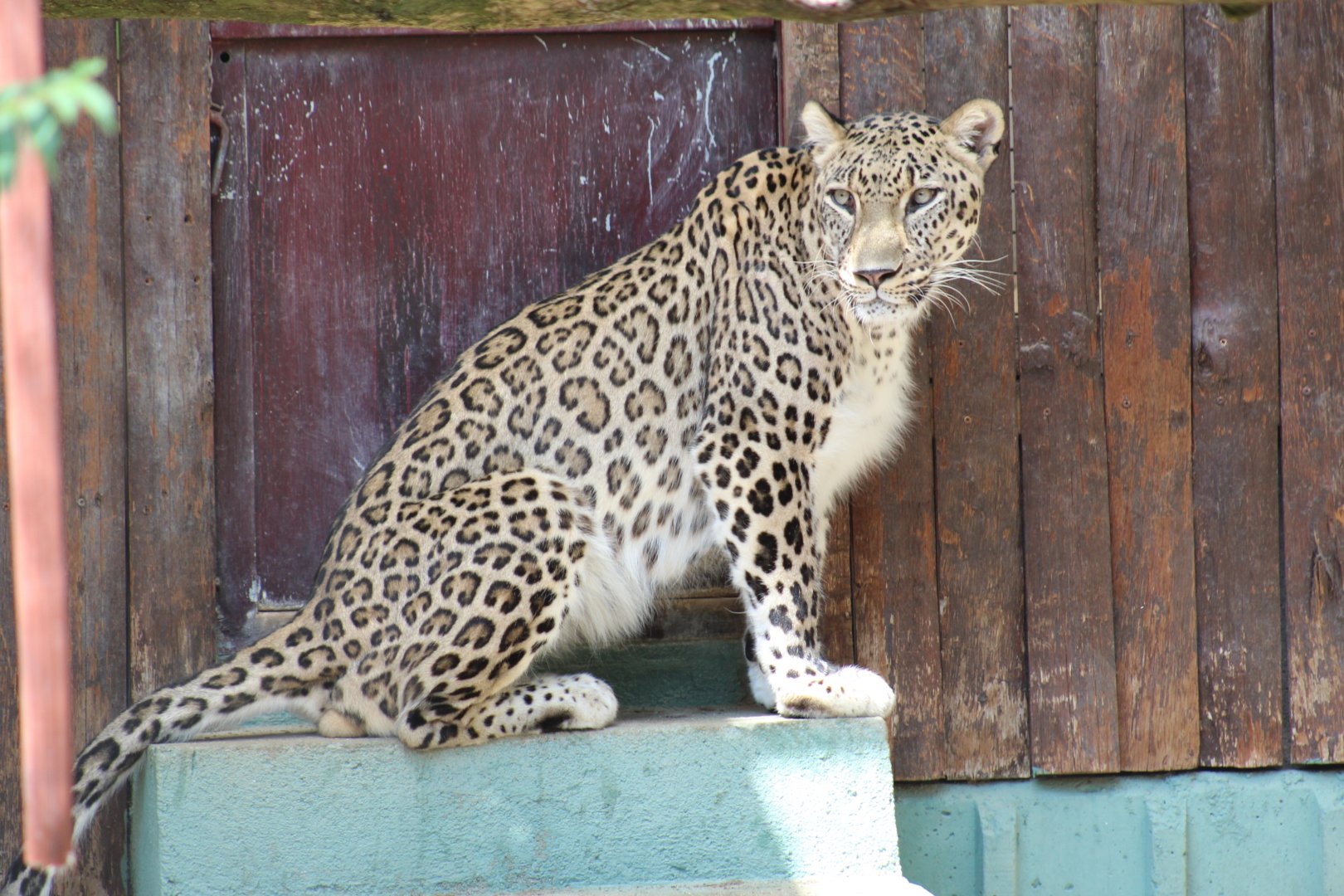 Persian Leopard
