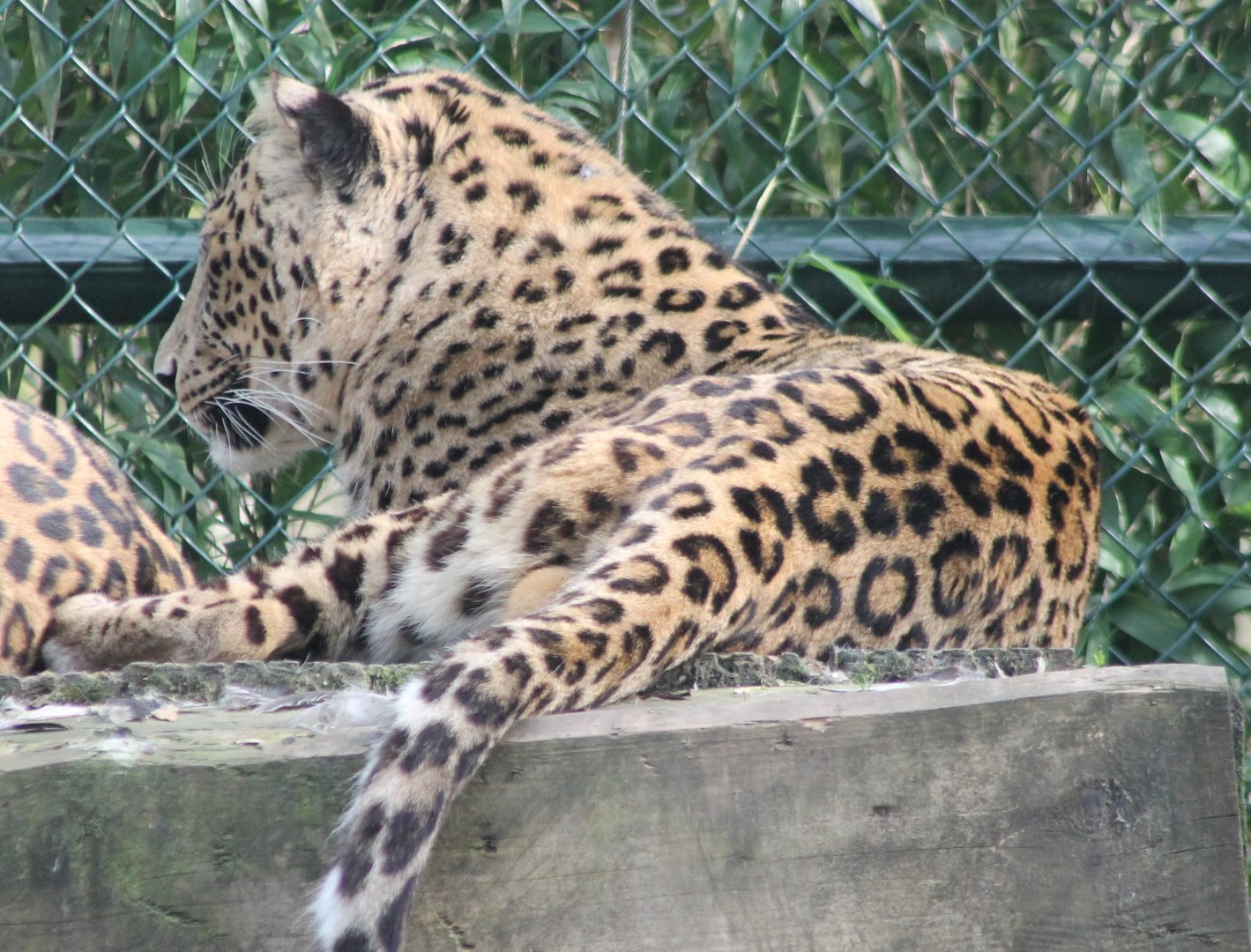 Persian leopard