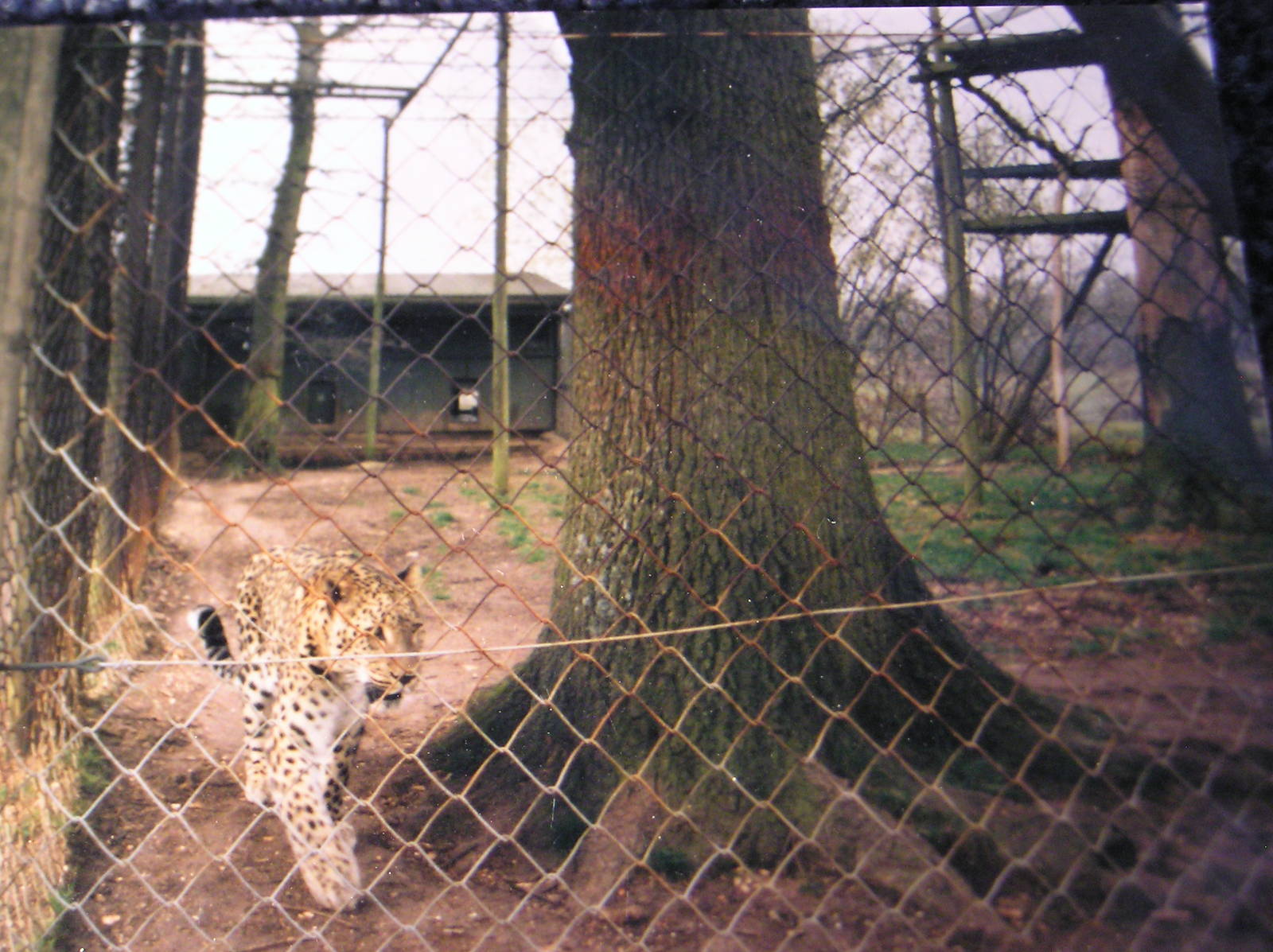 Persian Leopard