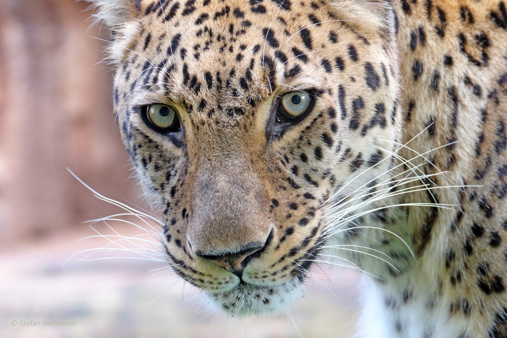 Persian leopard