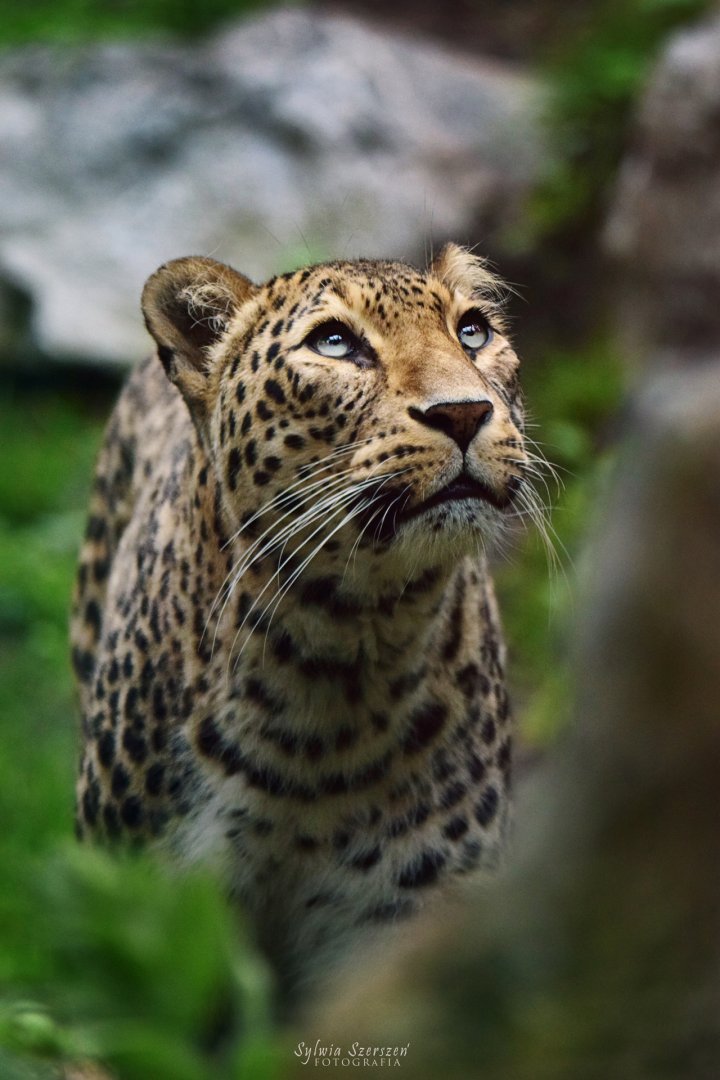 Persian Leopard