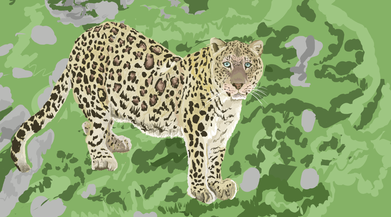 Persian leopard