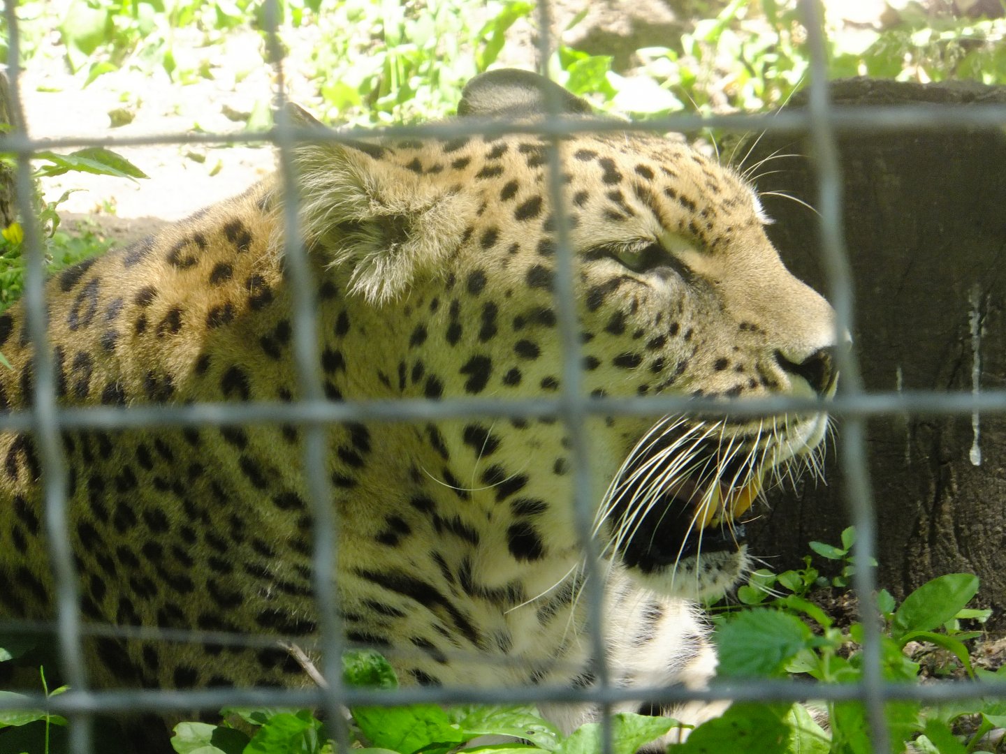 Persian leopard