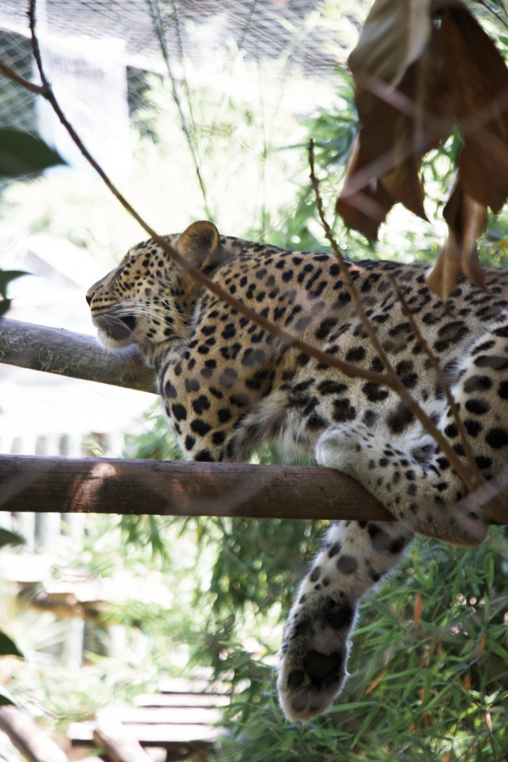 Persian Leopard