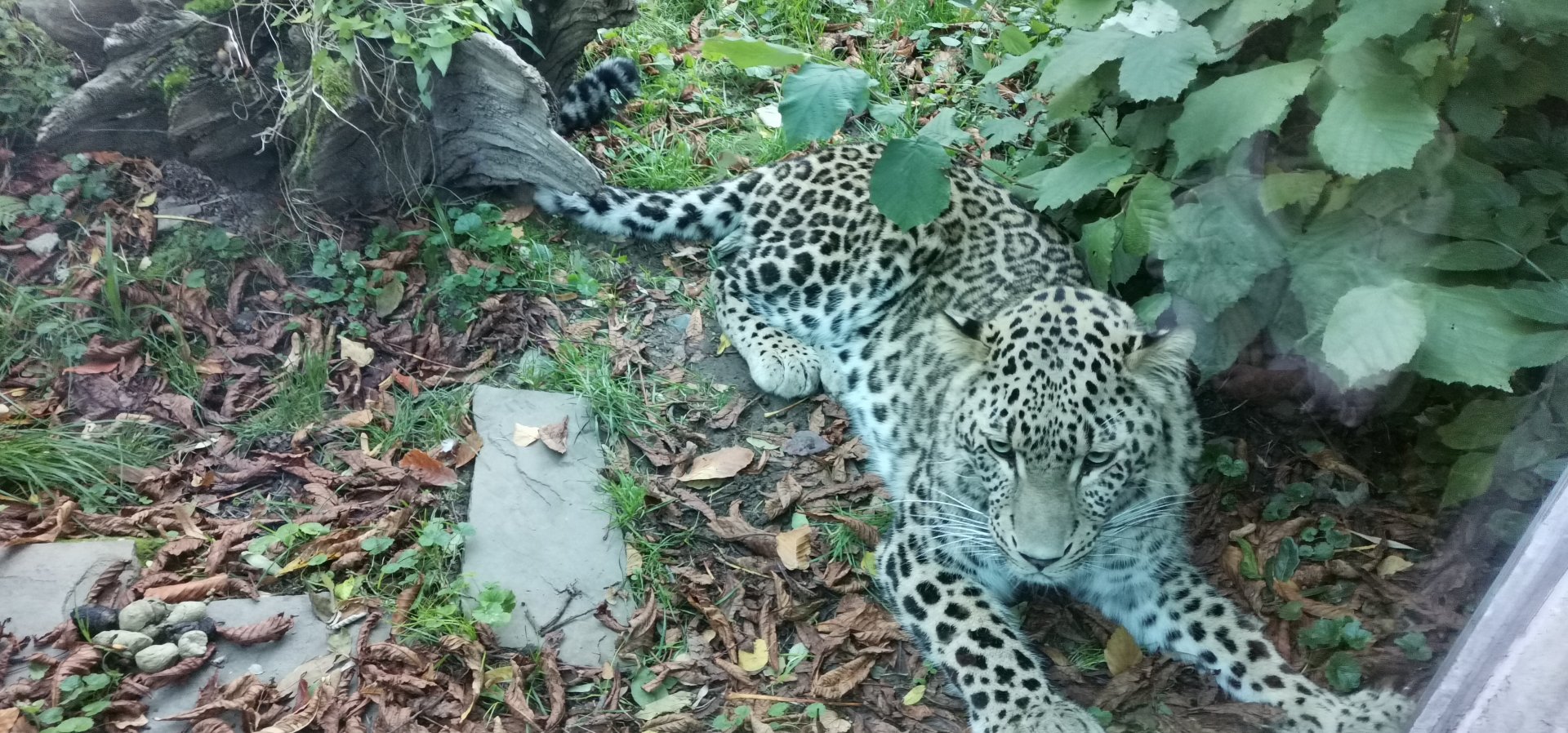 Persian Leopard