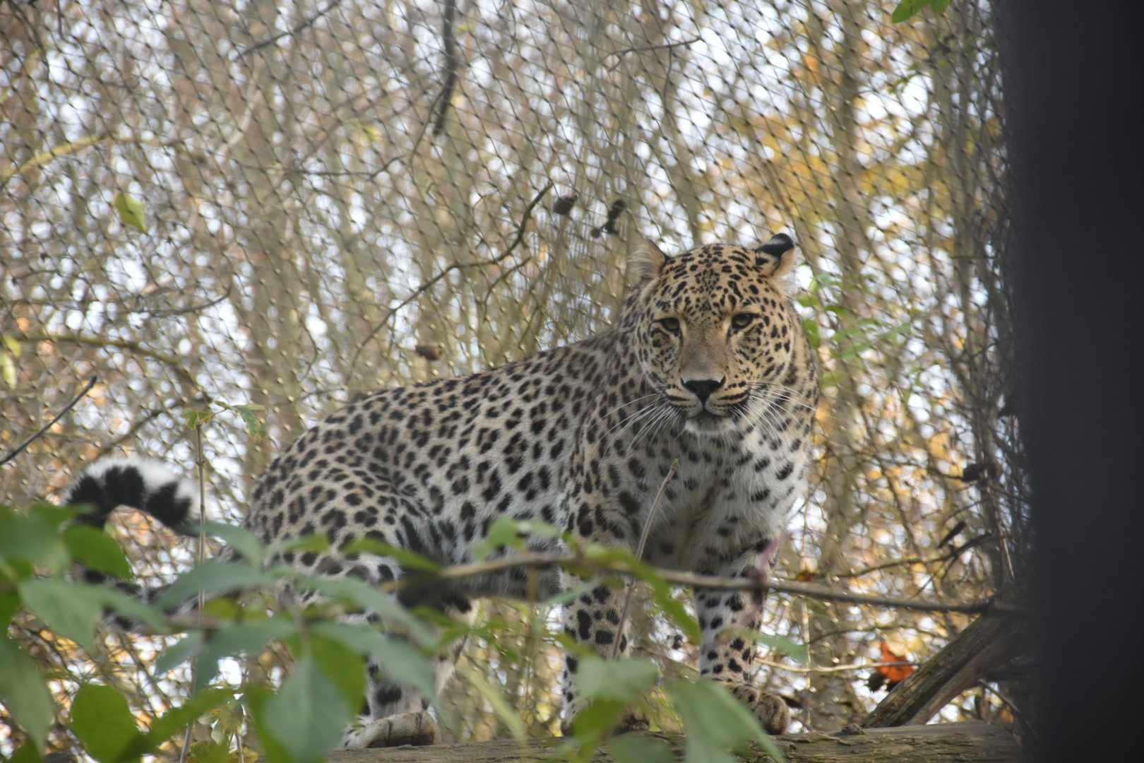 Persian leopard