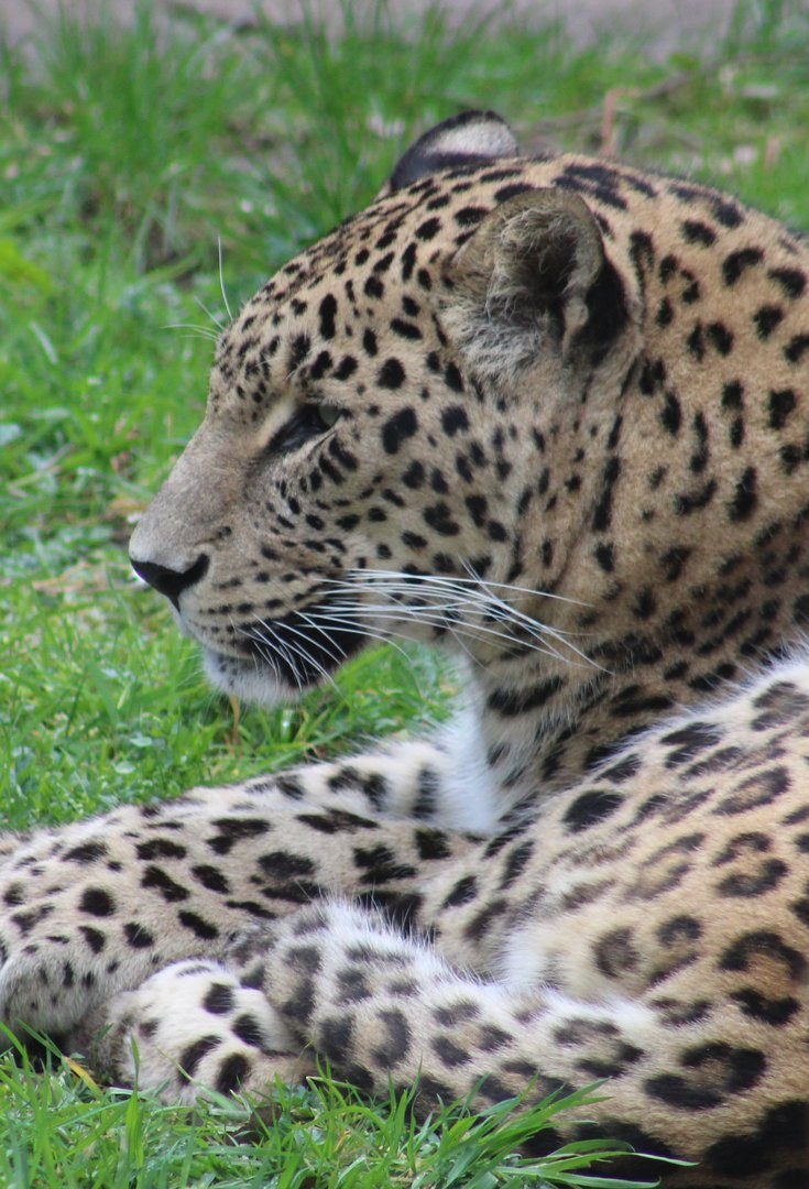 Persian leopard