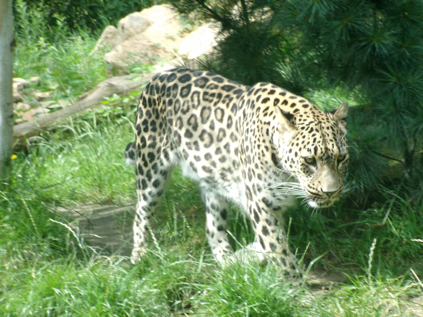 Persian leopard