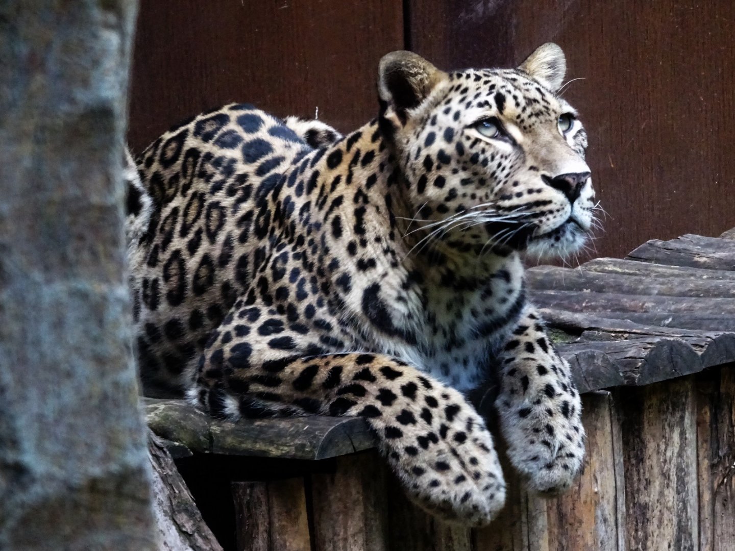 Persian Leopard