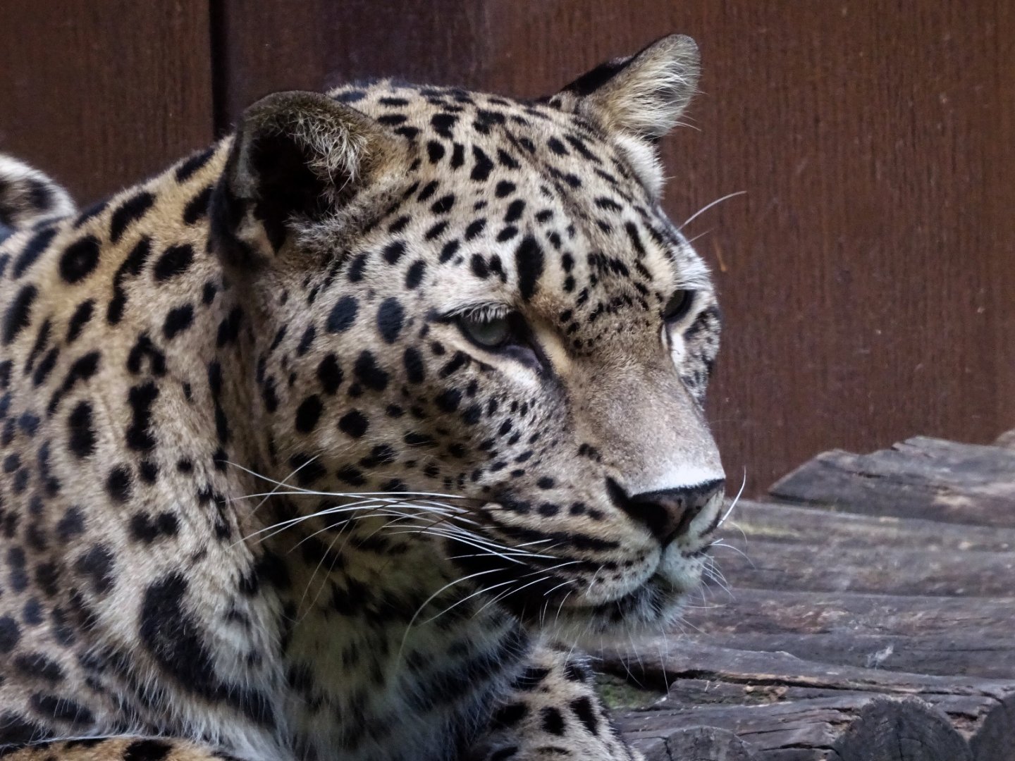Persian Leopard