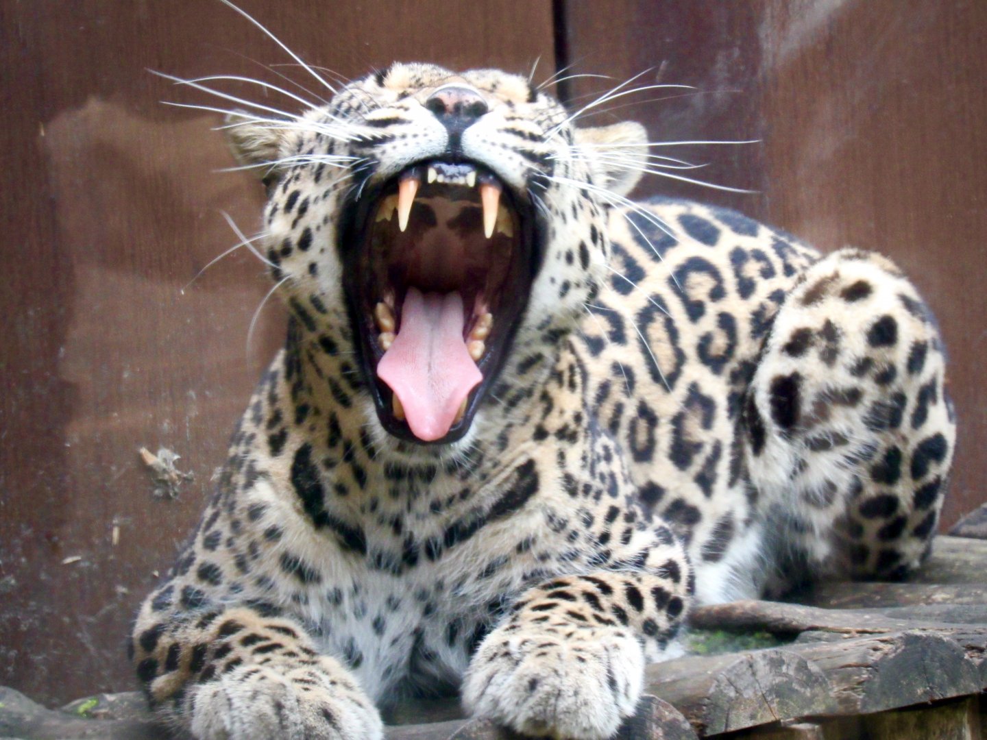 Persian leopard