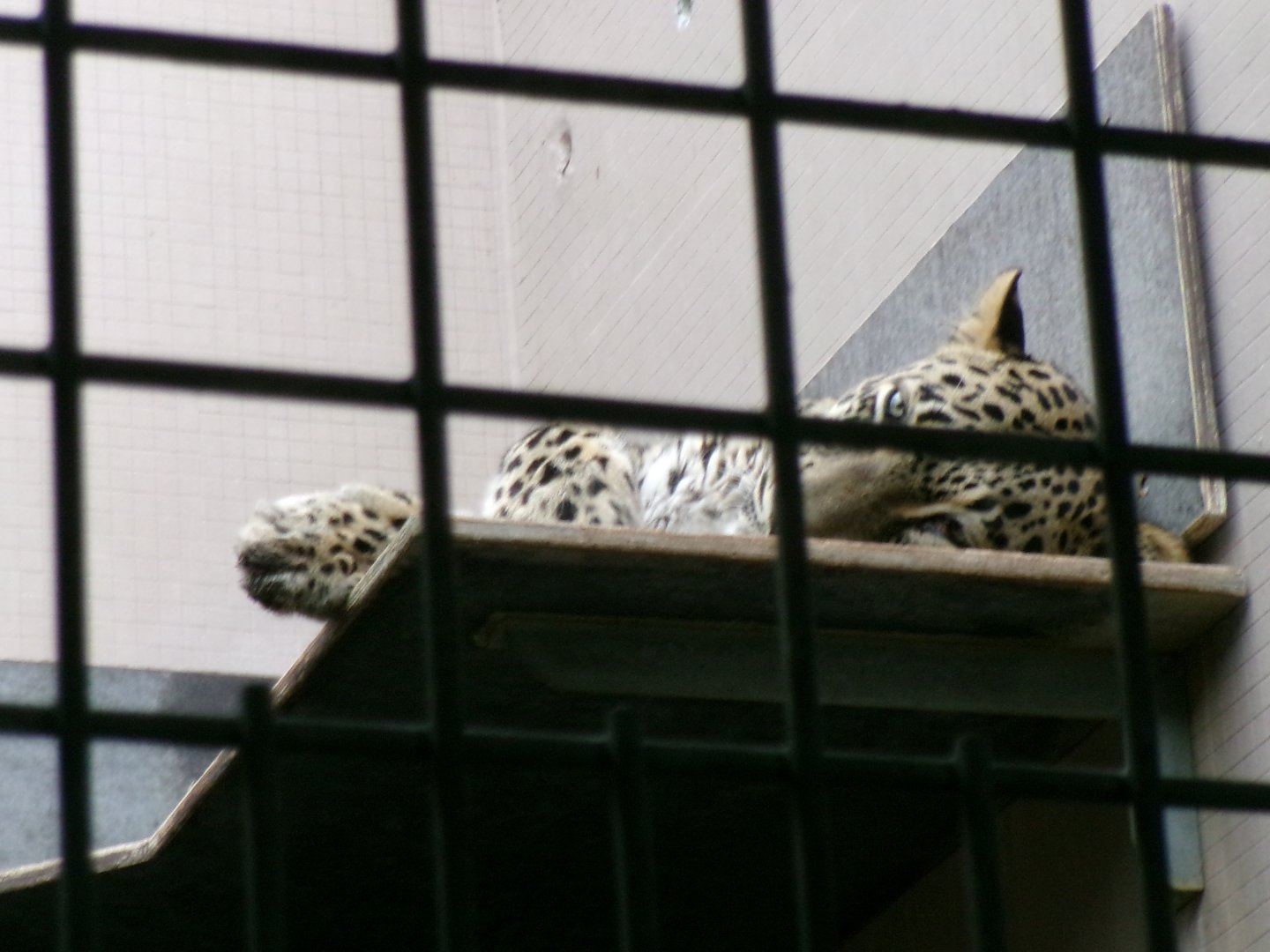 Persian leopard