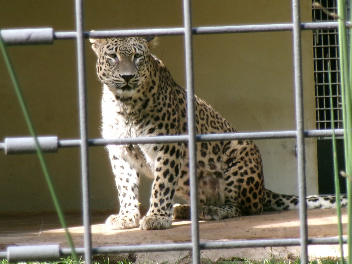Persian leopard