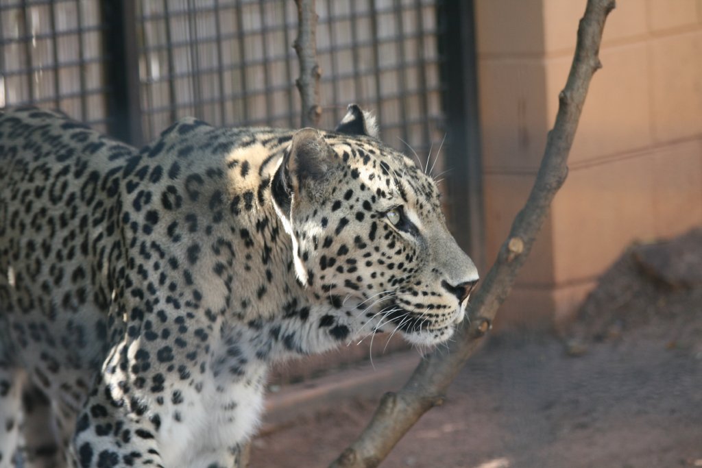 Persian Leopard