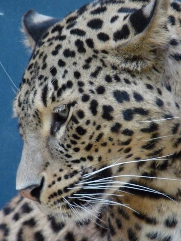 Persian leopard