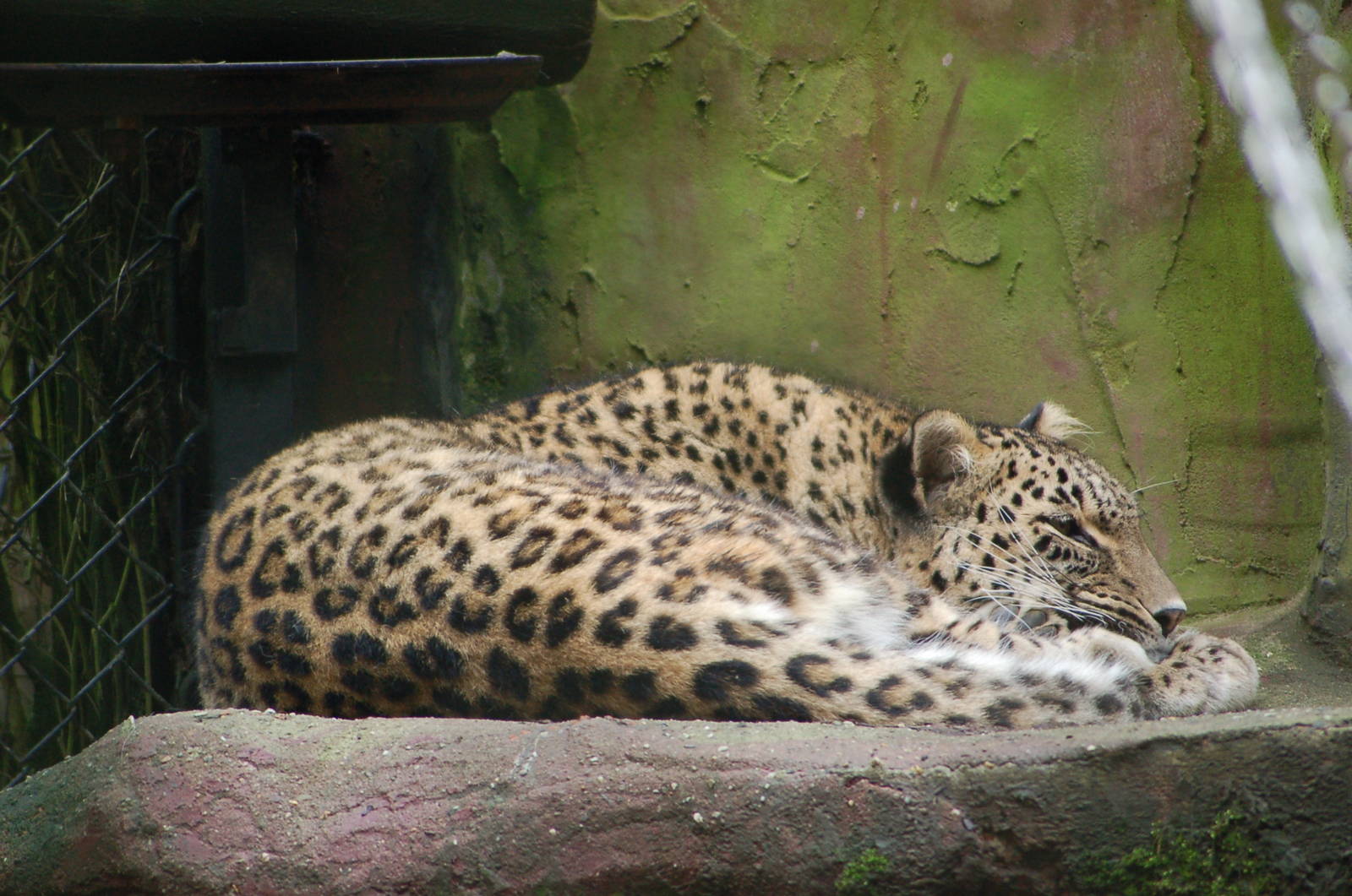 Persian leopard