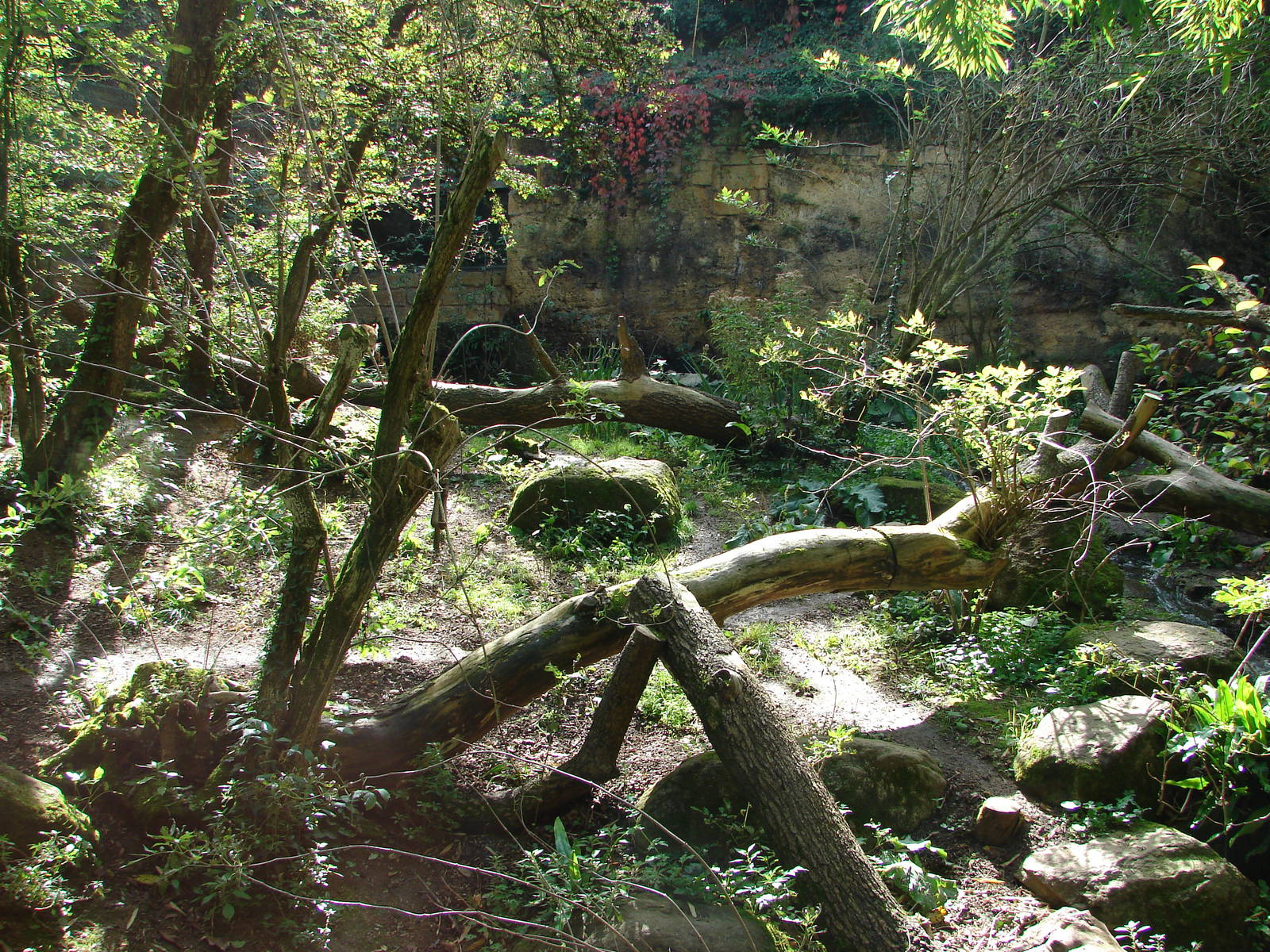 Persian leopards exhibit