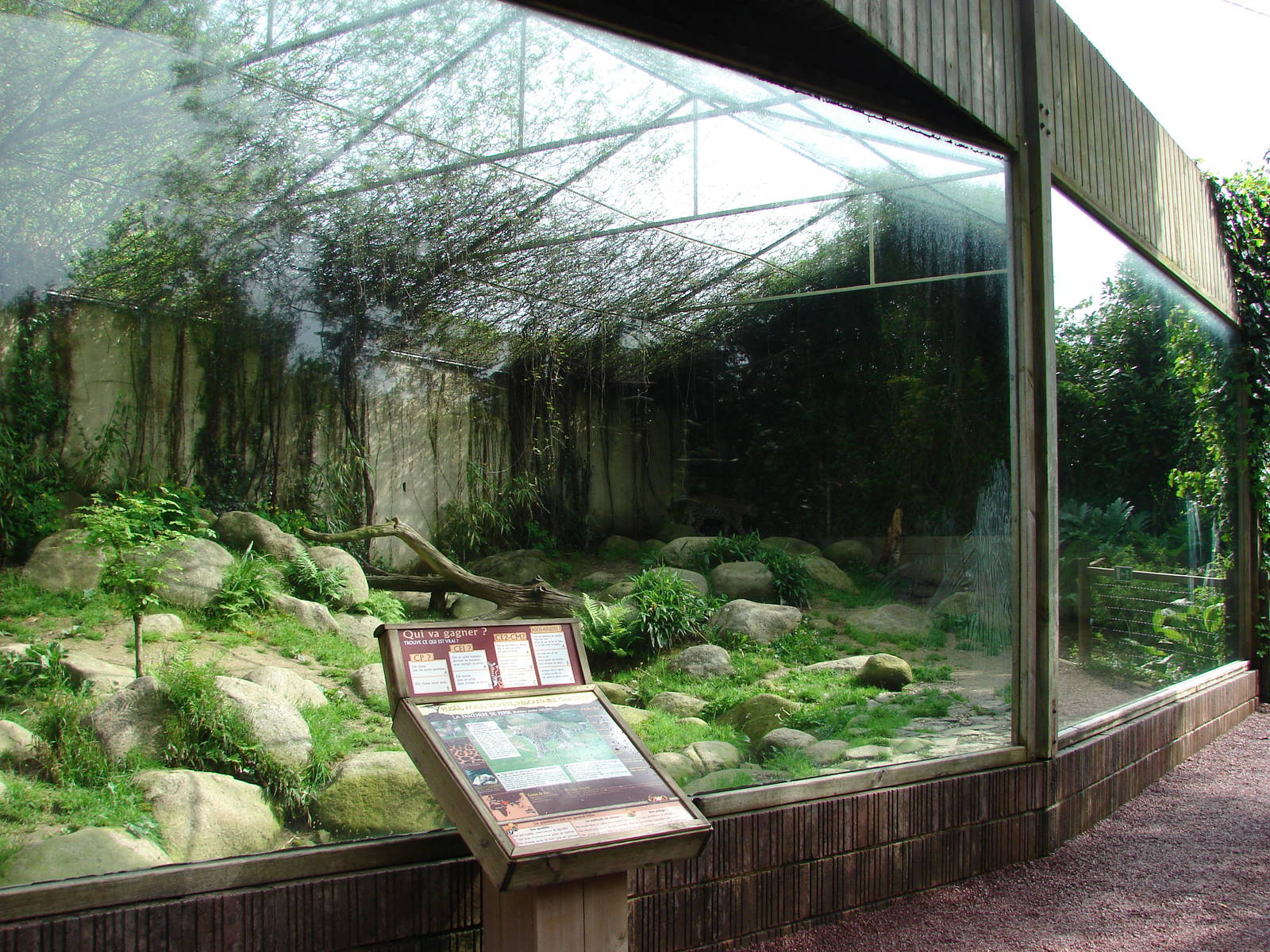 Persian leopards exhibit