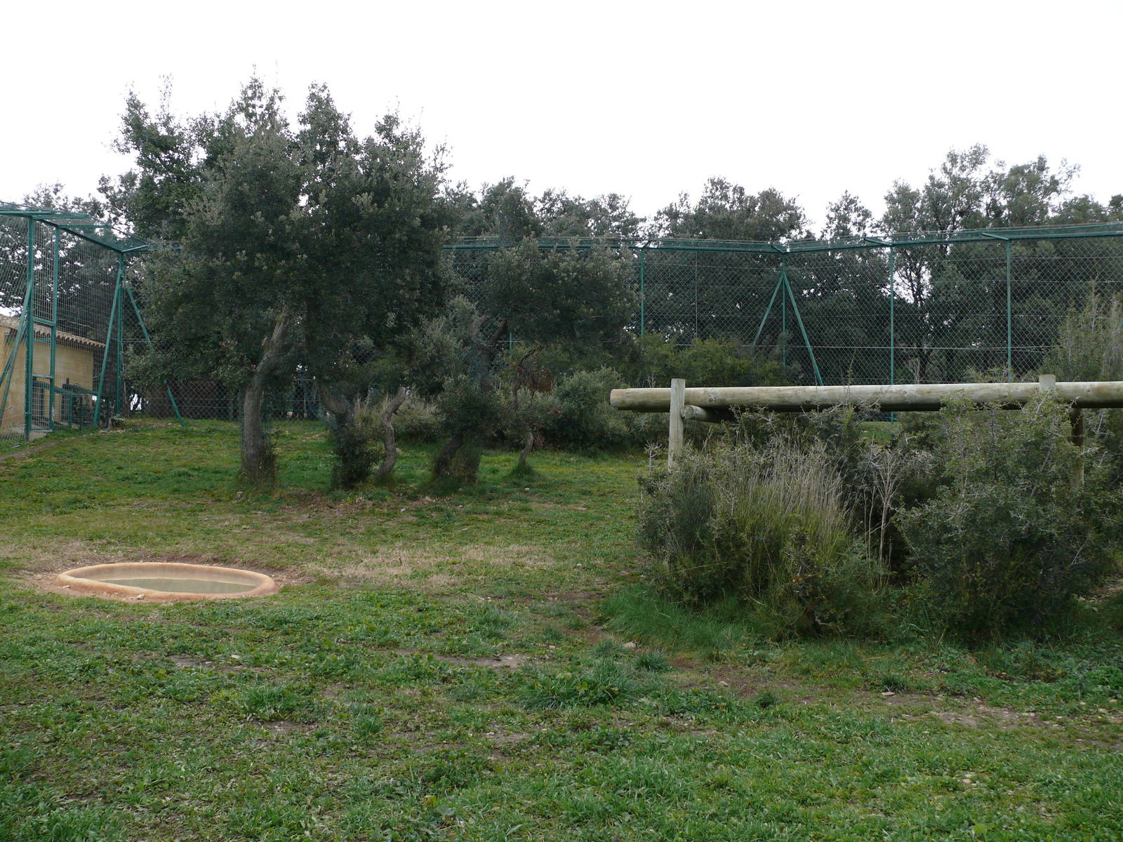 Persian leopards exhibit