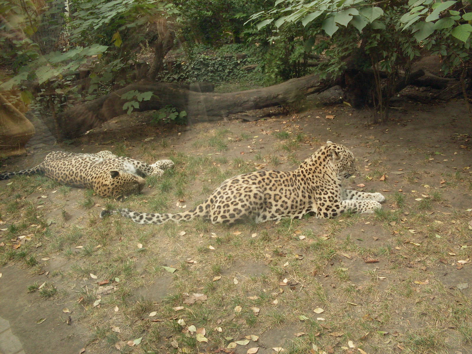 persian leopards