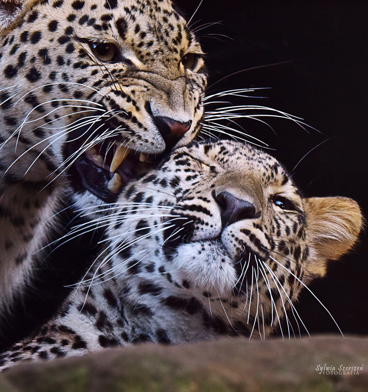 Persian leopards