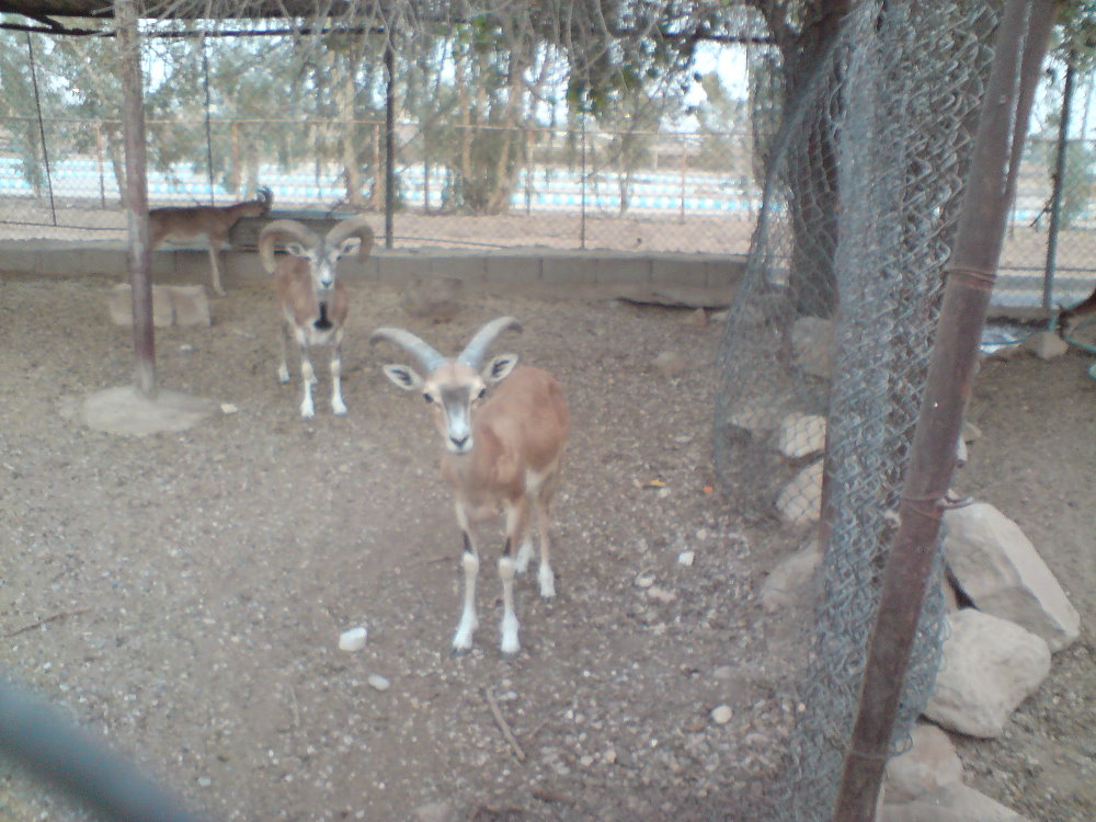 PERSIAN MAFLUN SHEEP (DEZFUL ZOO)