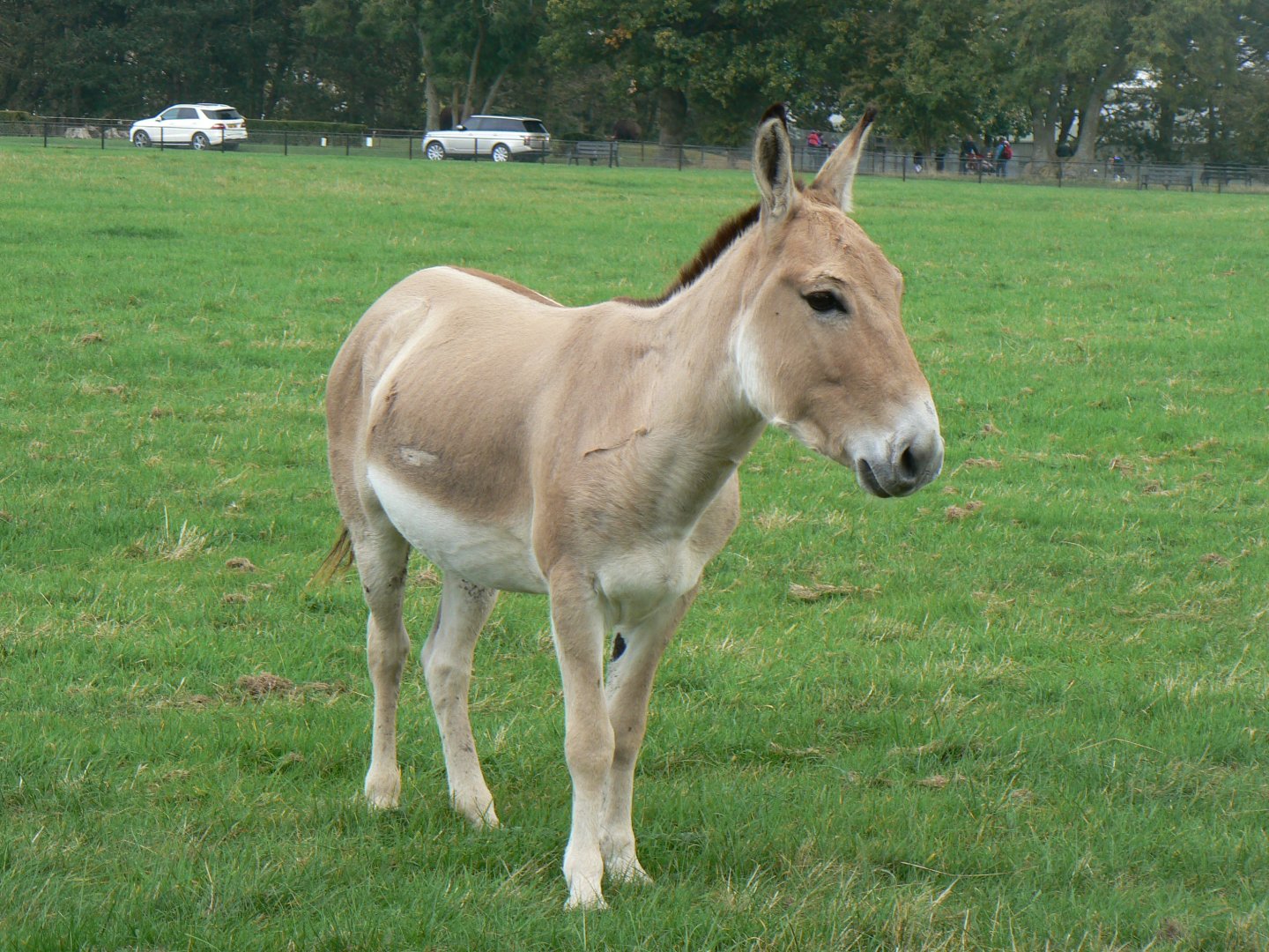 Persian Onager - 15 October 2016