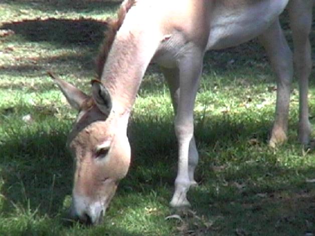 Persian Onager (2004)
