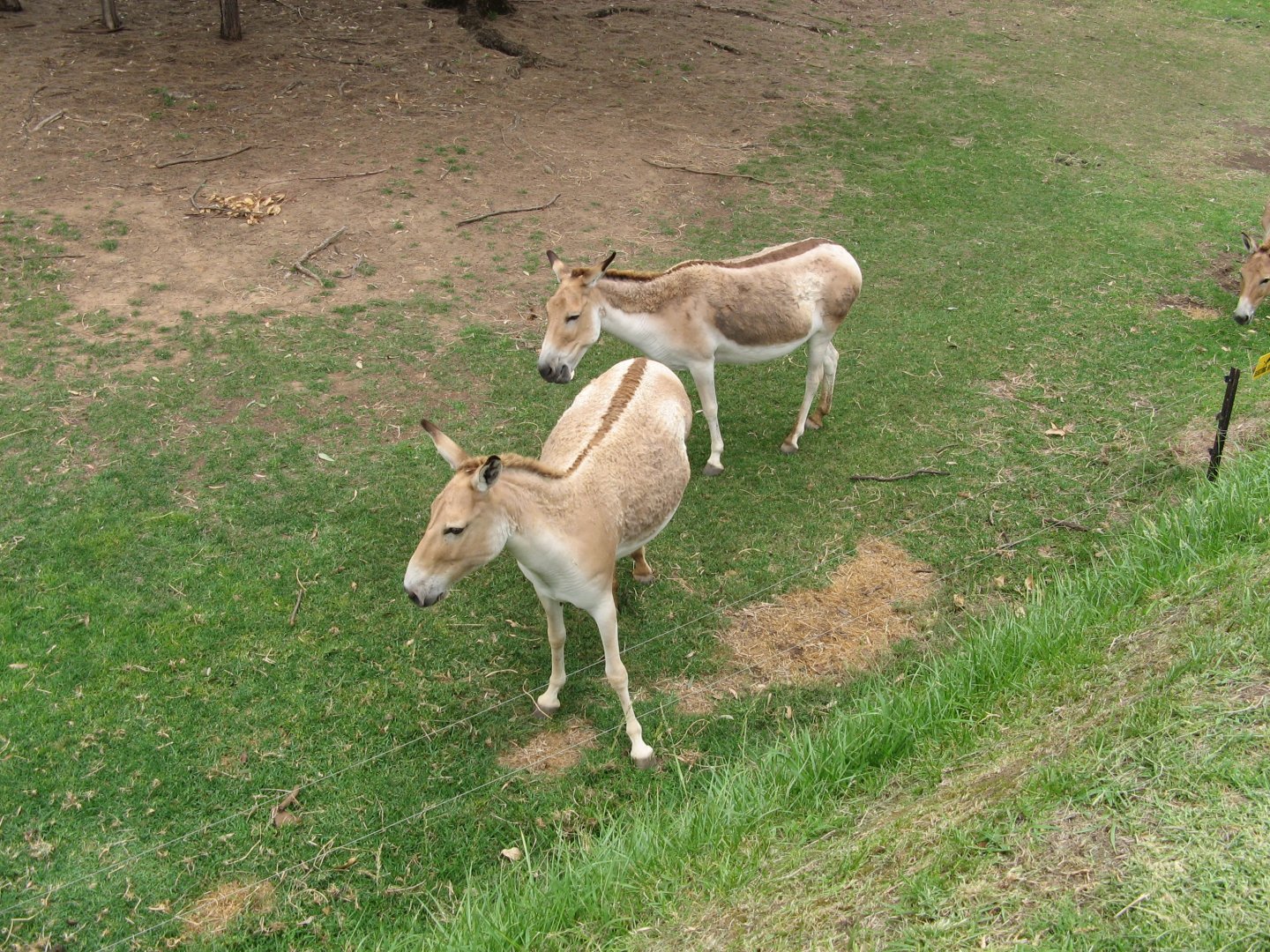 Persian Onager (2009)