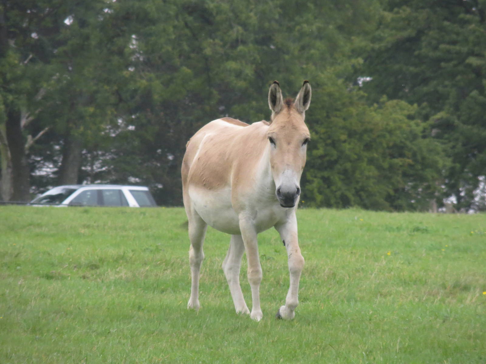 persian onager 210913