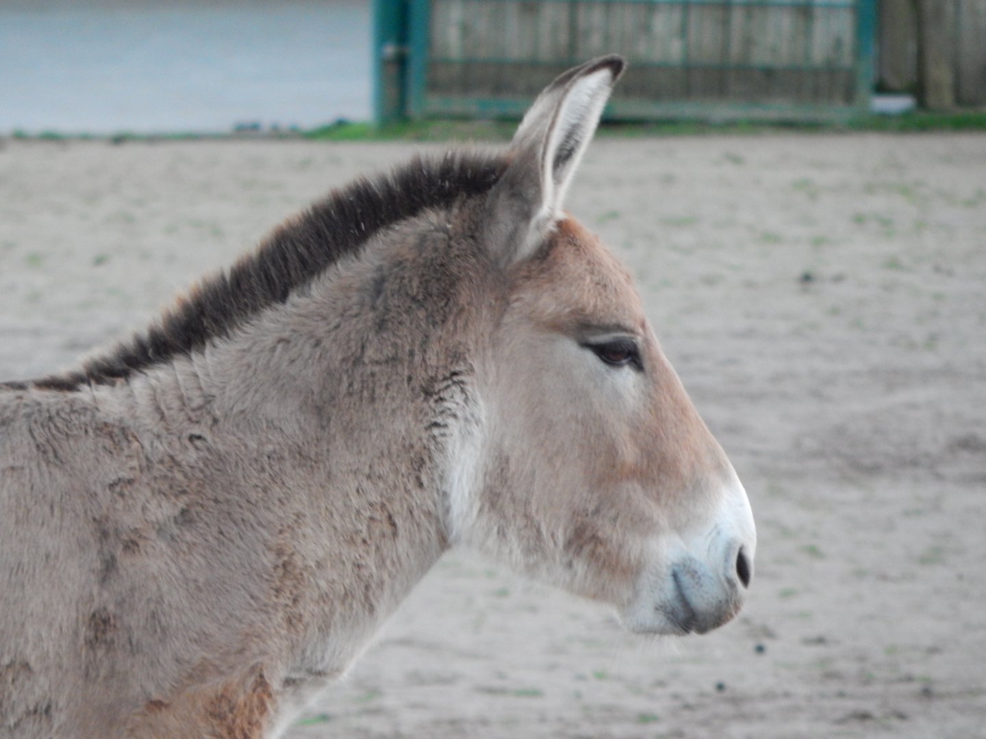 Persian onager 241123