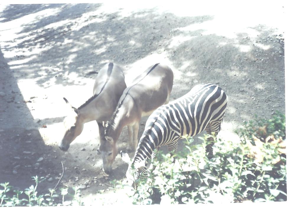 persian onager and african zebra (tehran zoo)1992
