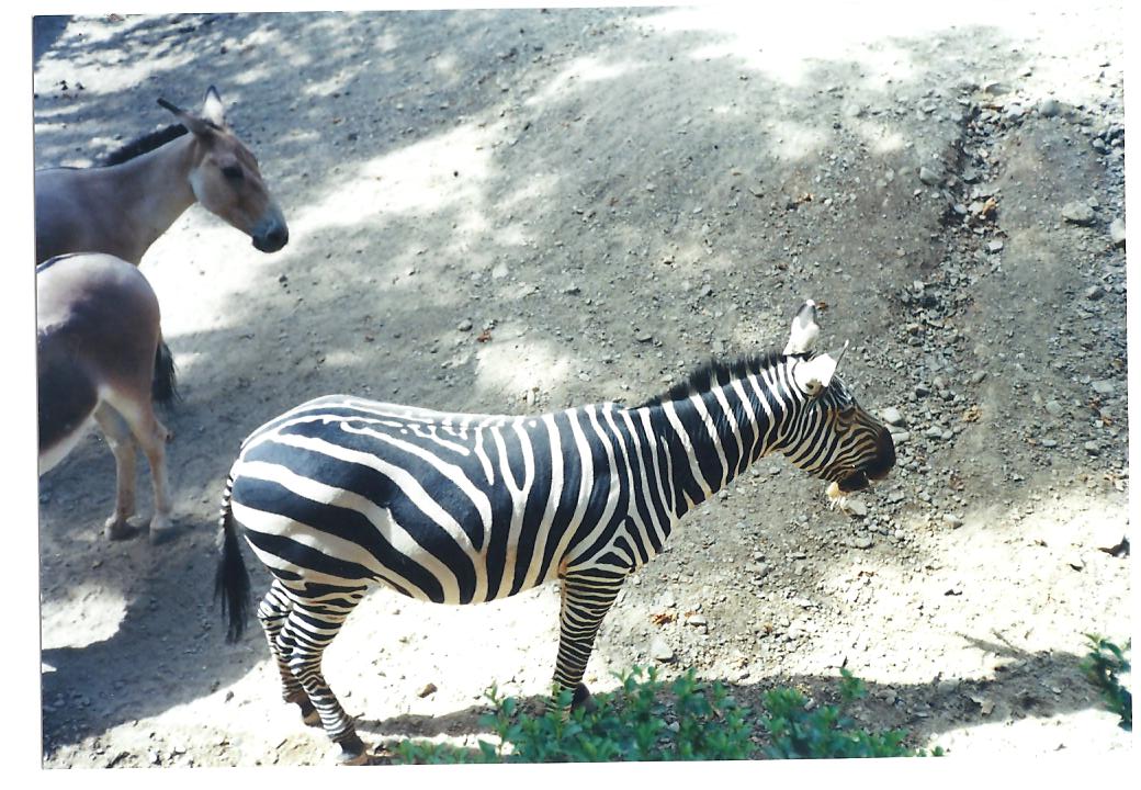 persian onager and african zebra (tehran zoo)1992