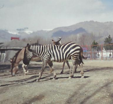 persian onager and african zebra (tehran zoo)1992
