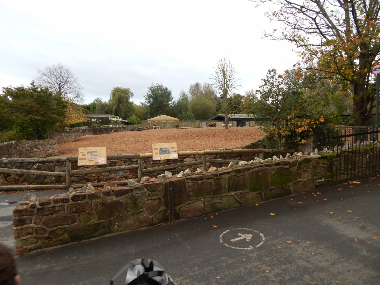 Persian onager and Bactrian camel enclosure 181021