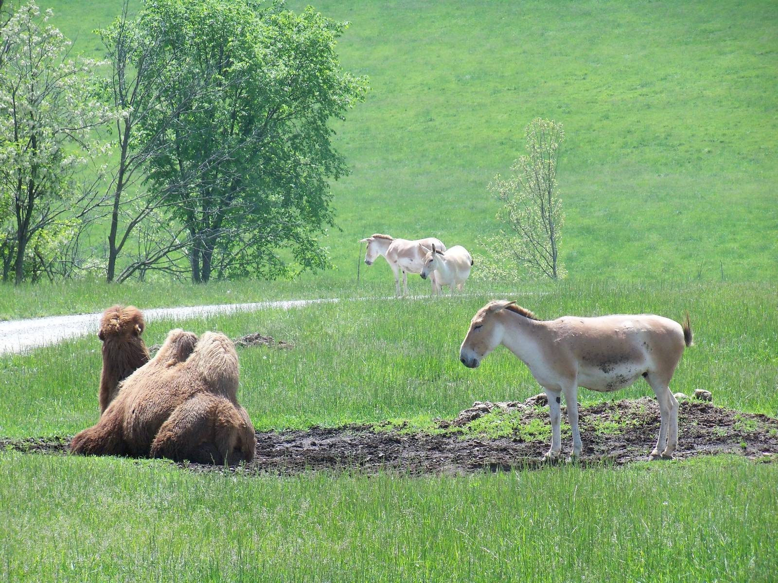 Persian Onager and Bactrian Camel