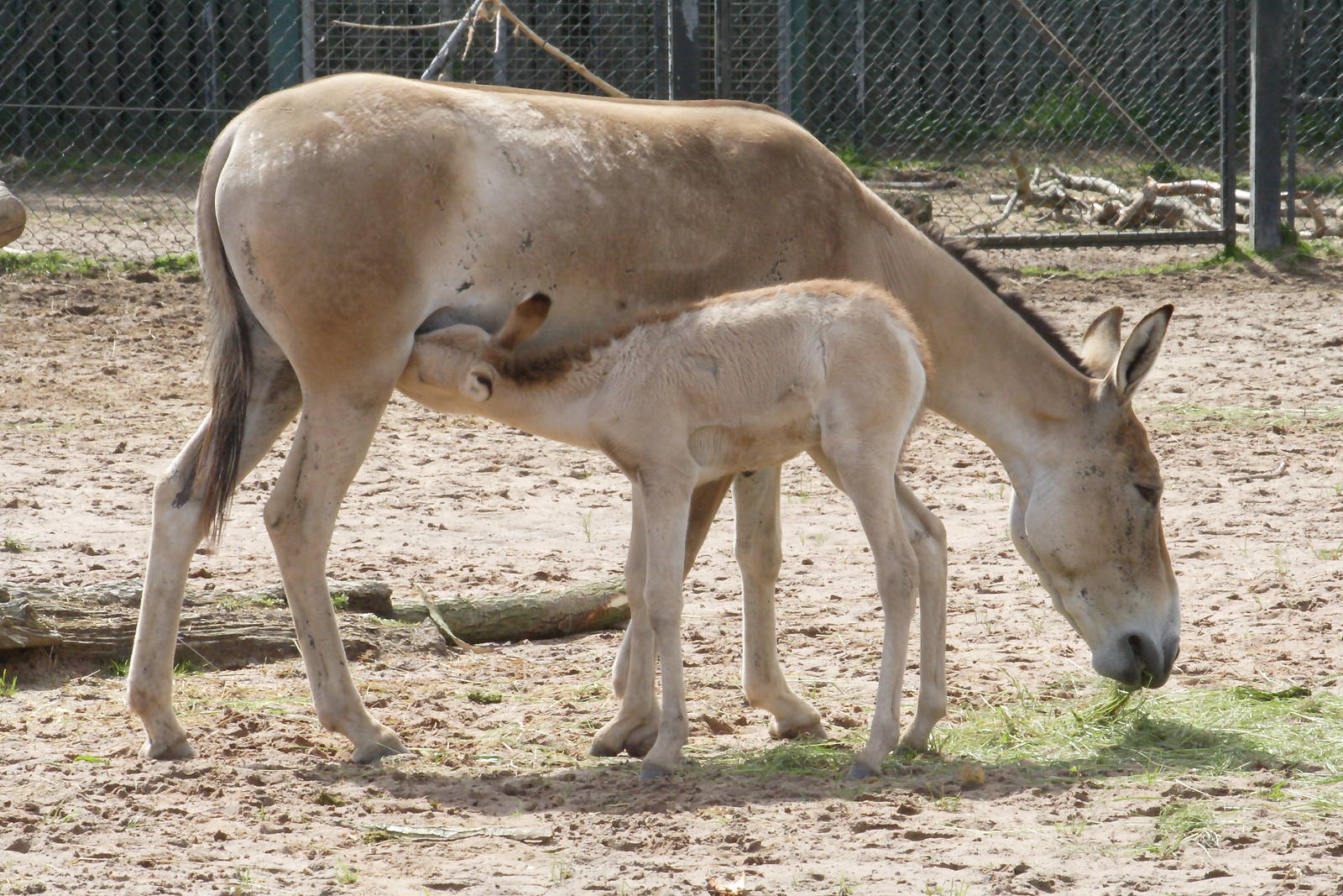 Persian onager and foal