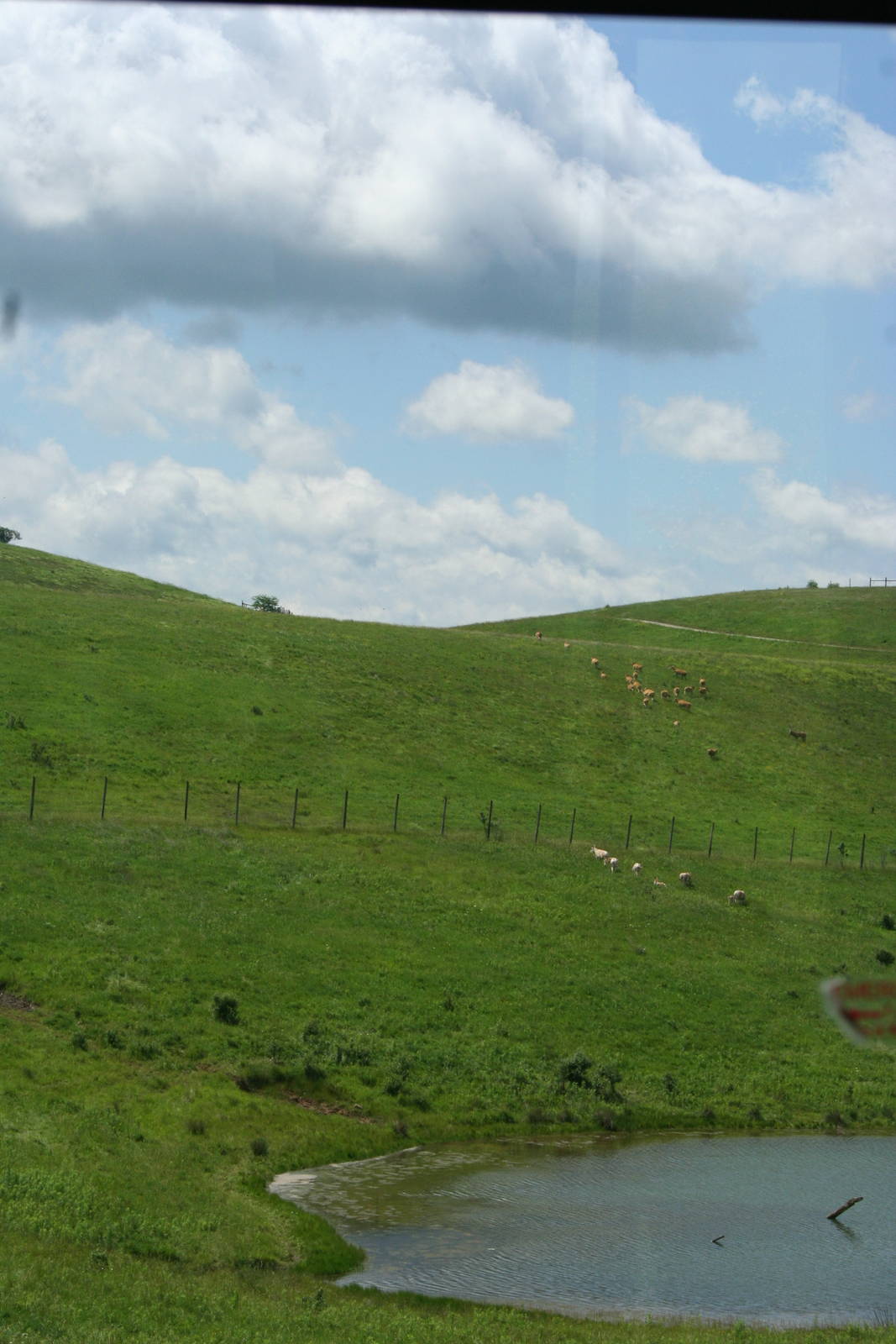 Persian Onager and Pere David's Deer