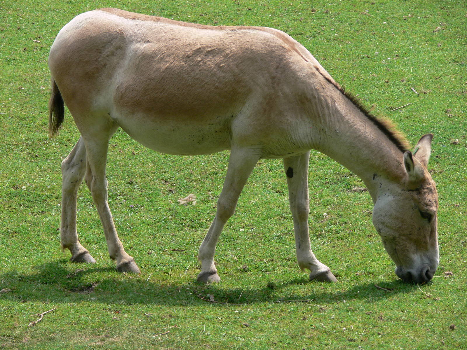 Persian Onager at Chester Zoo, 06/07/13