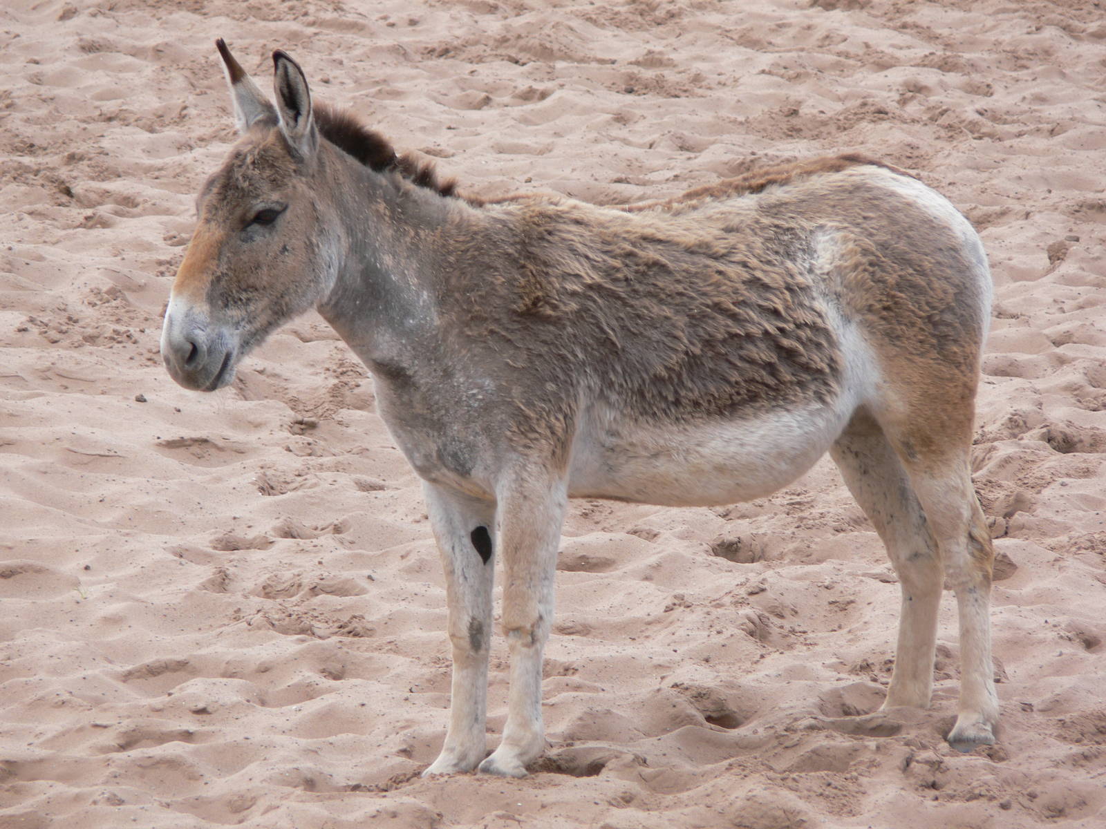 Persian Onager at Chester Zoo, 14/04/14