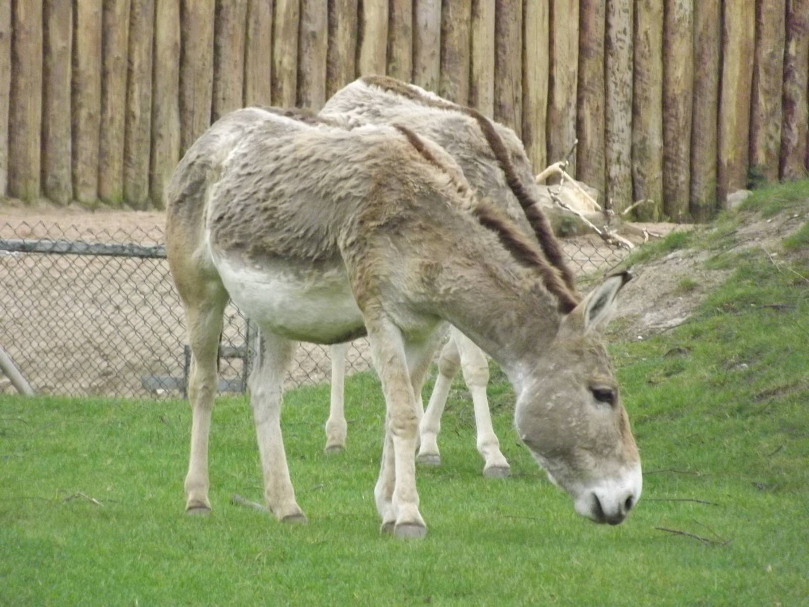 Persian Onager at Chester Zoo 31/03/12