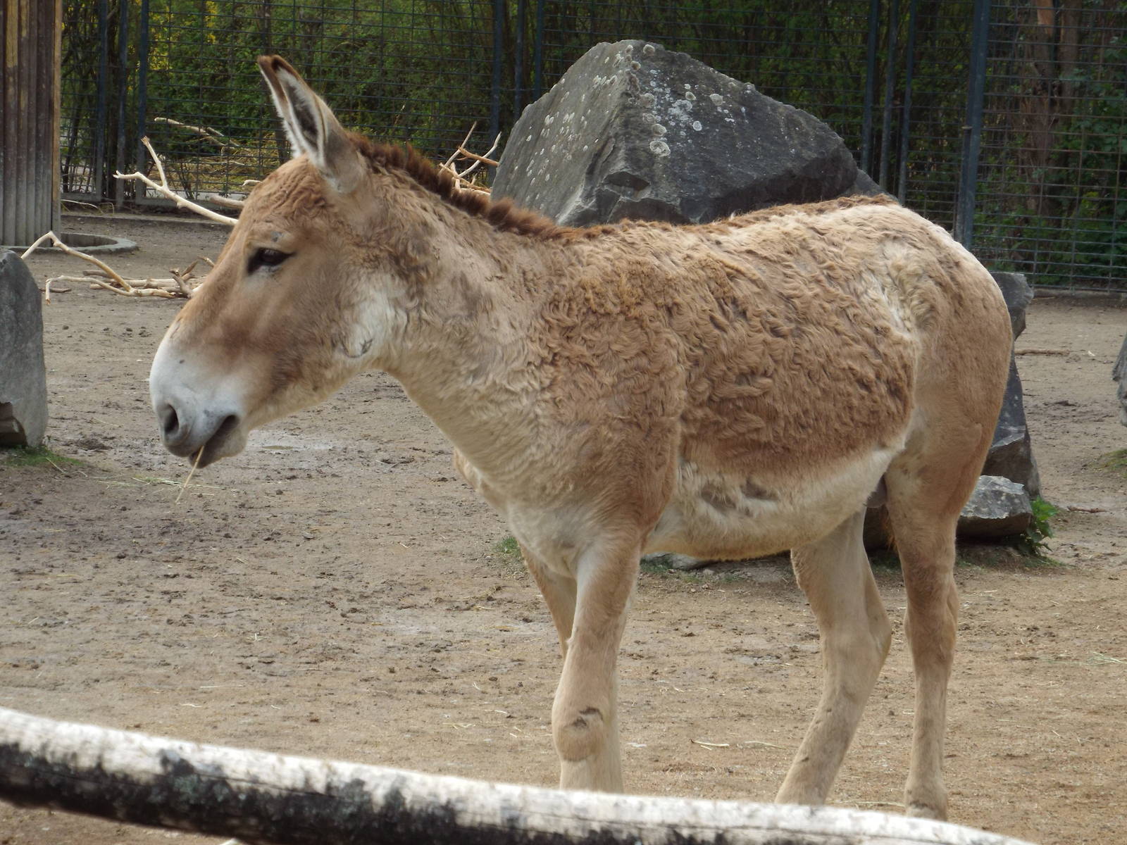 Persian Onager (Equus hemionus onager) at Zoologischer Garten Magdeburg - 5