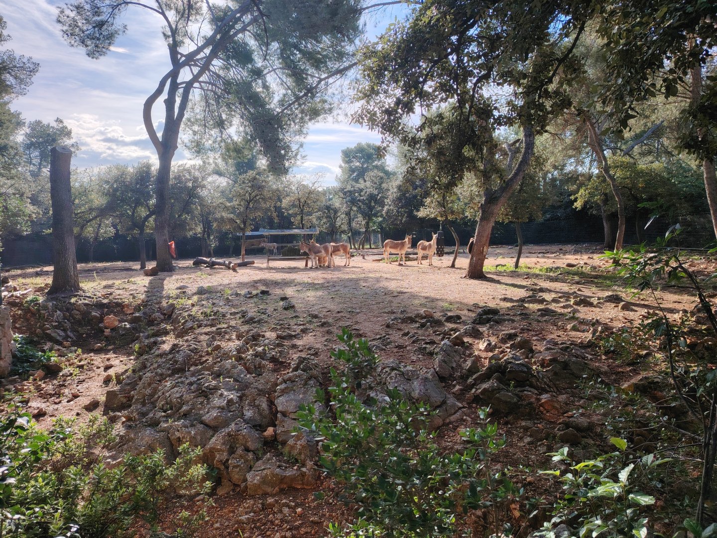 Persian Onager (Equus hemionus onager) Exhibit